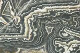 Polished Wyloo Agate Section - Australia #353691-1